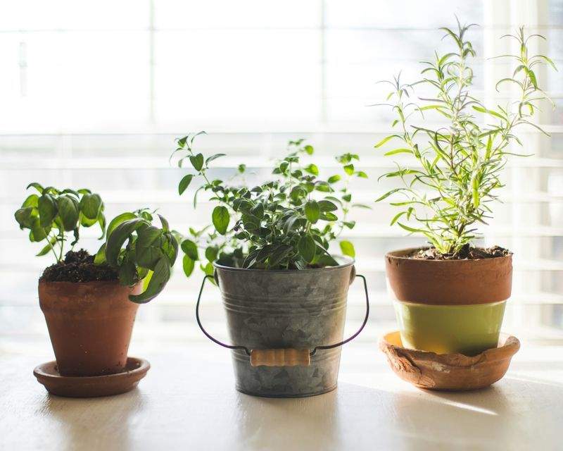 Ideas para diseñar un rincón verde en espacios pequeños